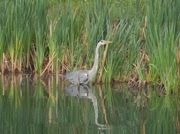 Great Blue Heron