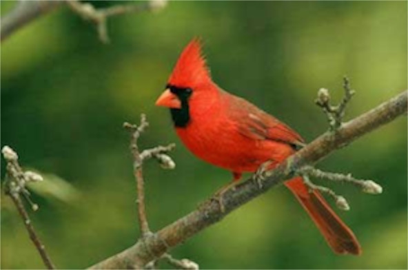cardinal-bird-il-state