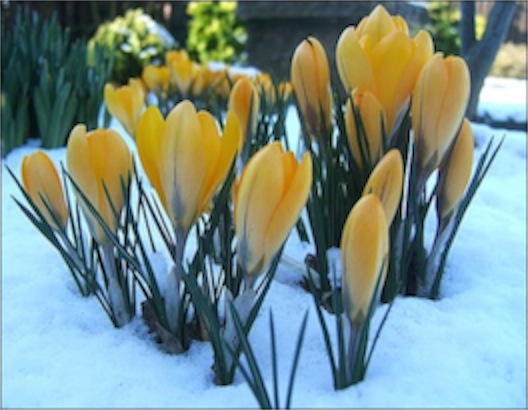 crocus-in-snow