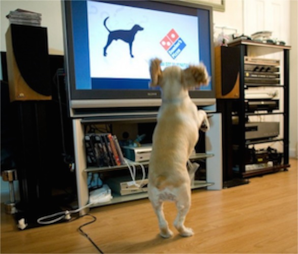 Dog-TV-550x470