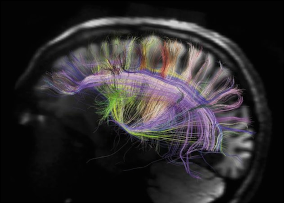 FOB-Cortex-neurons-1-631