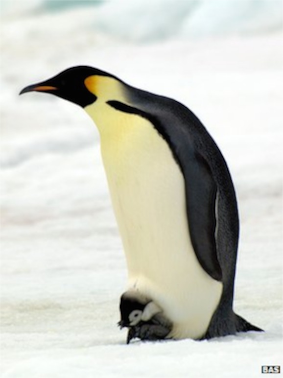penguinandchick