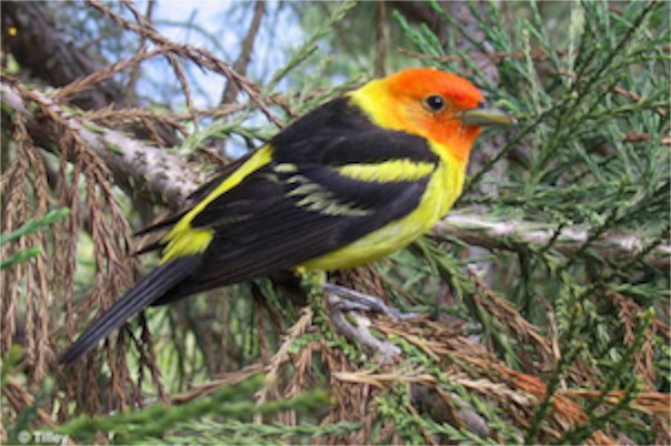western-tanager-m450
