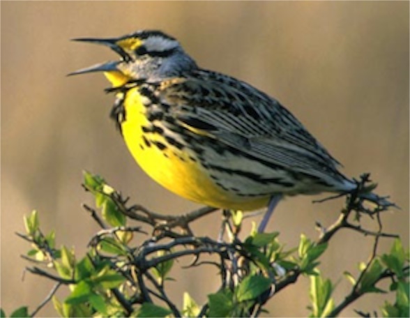 western_meadowlark_380