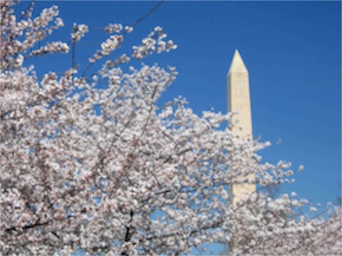 washington-monument-with-blossoms.JPG