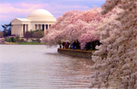 WashingtonDC-Cherry-Blossoms-21